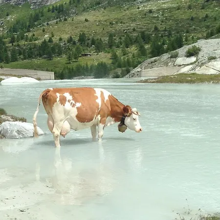 Résidences Kandahar Appartement